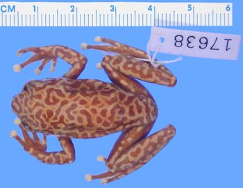 Media type: image; Herpetology A-17638